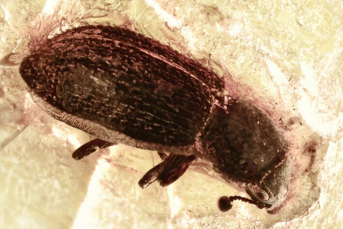 Detailed Fossil Ironclad Beetle (Zopheridae) in Baltic Amber #343316